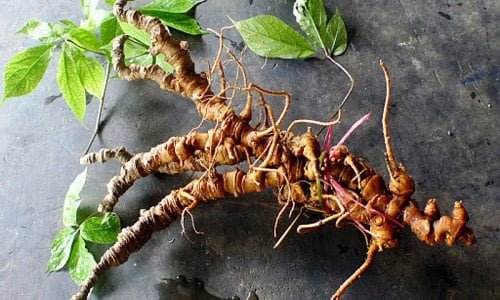 Bảo vệ Sâm Ngọc Linh: Mối quan tâm về bảo tồn và bền vững