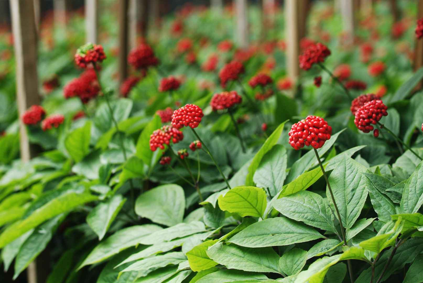Công ty Cổ phần Tân Nghĩa Sơn