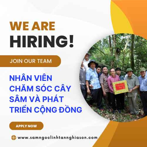 Nhân viên chăm sóc cây sâm và phát triển cộng đồng