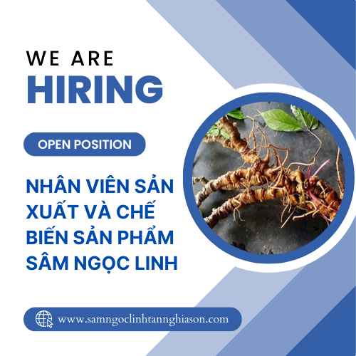 Nhân viên sản xuất và chế biến sản phẩm Sâm Ngọc Linh