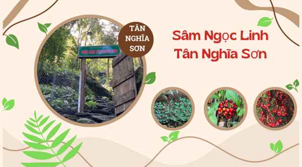 Công ty Cổ phần Tân Nghĩa Sơn