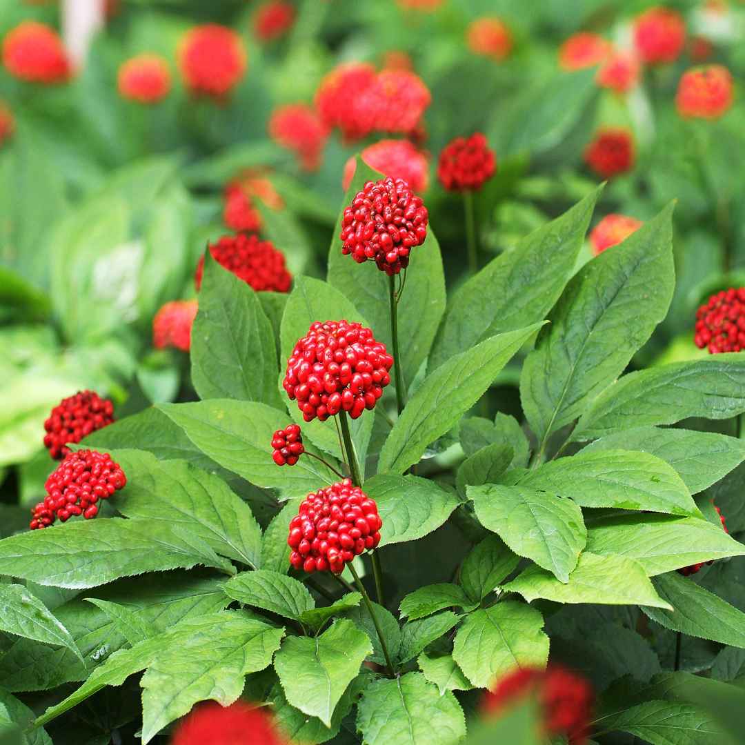 Công ty Cổ phần Tân Nghĩa Sơn