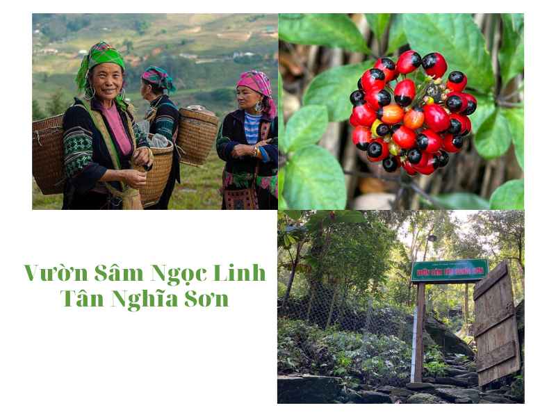 Công ty Cổ phần Tân Nghĩa Sơn