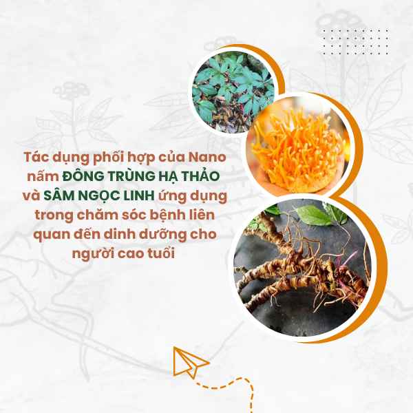 Nghiên cứu Tác dụng phối hợp của NANO nấm Đông trùng hạ thảo và sâm Ngọc Linh trong chăm sóc bệnh người cao tuổi