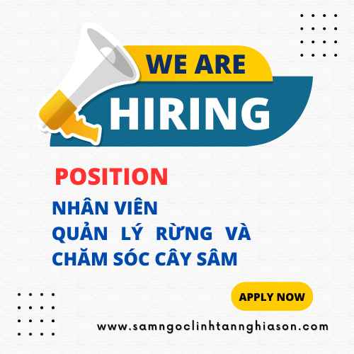 Nhân viên quản lý rừng và chăm sóc cây sâm