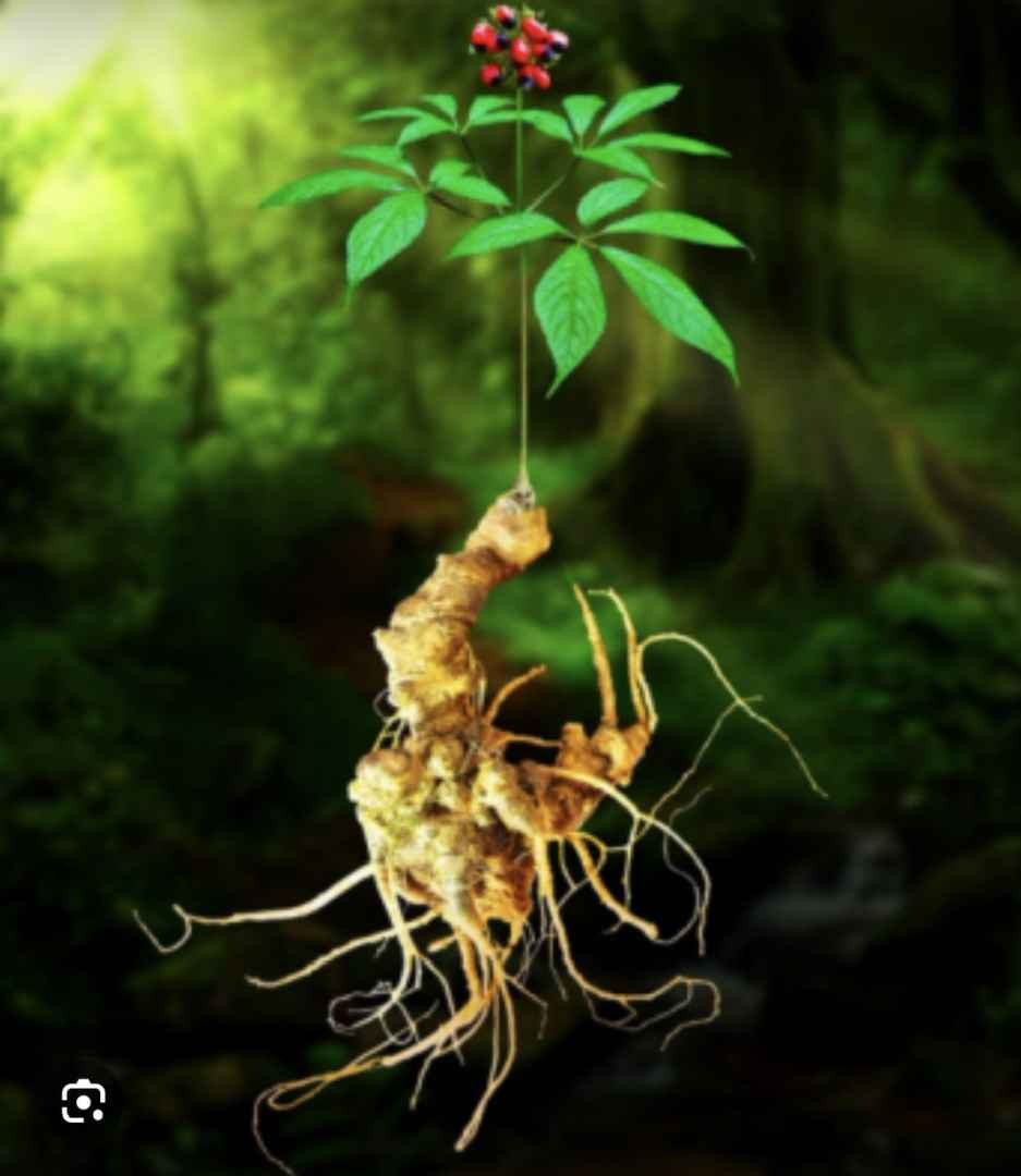 Công ty Cổ phần Tân Nghĩa Sơn