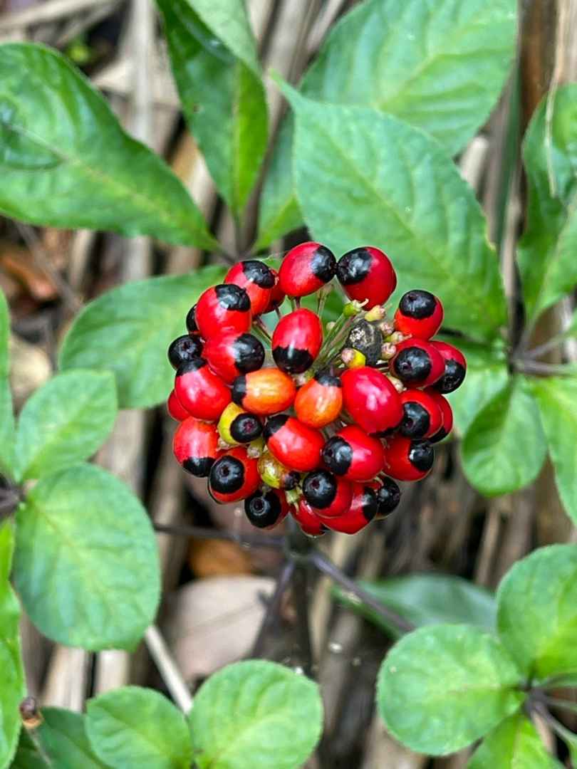 Công ty Cổ phần Tân Nghĩa Sơn