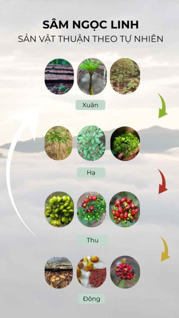Công ty Cổ phần Tân Nghĩa Sơn